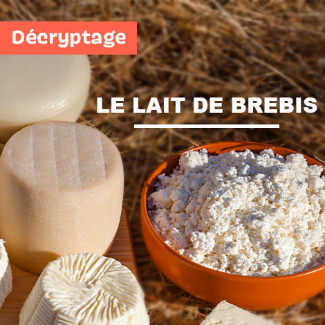 Décryptage : Le lait de brebis 