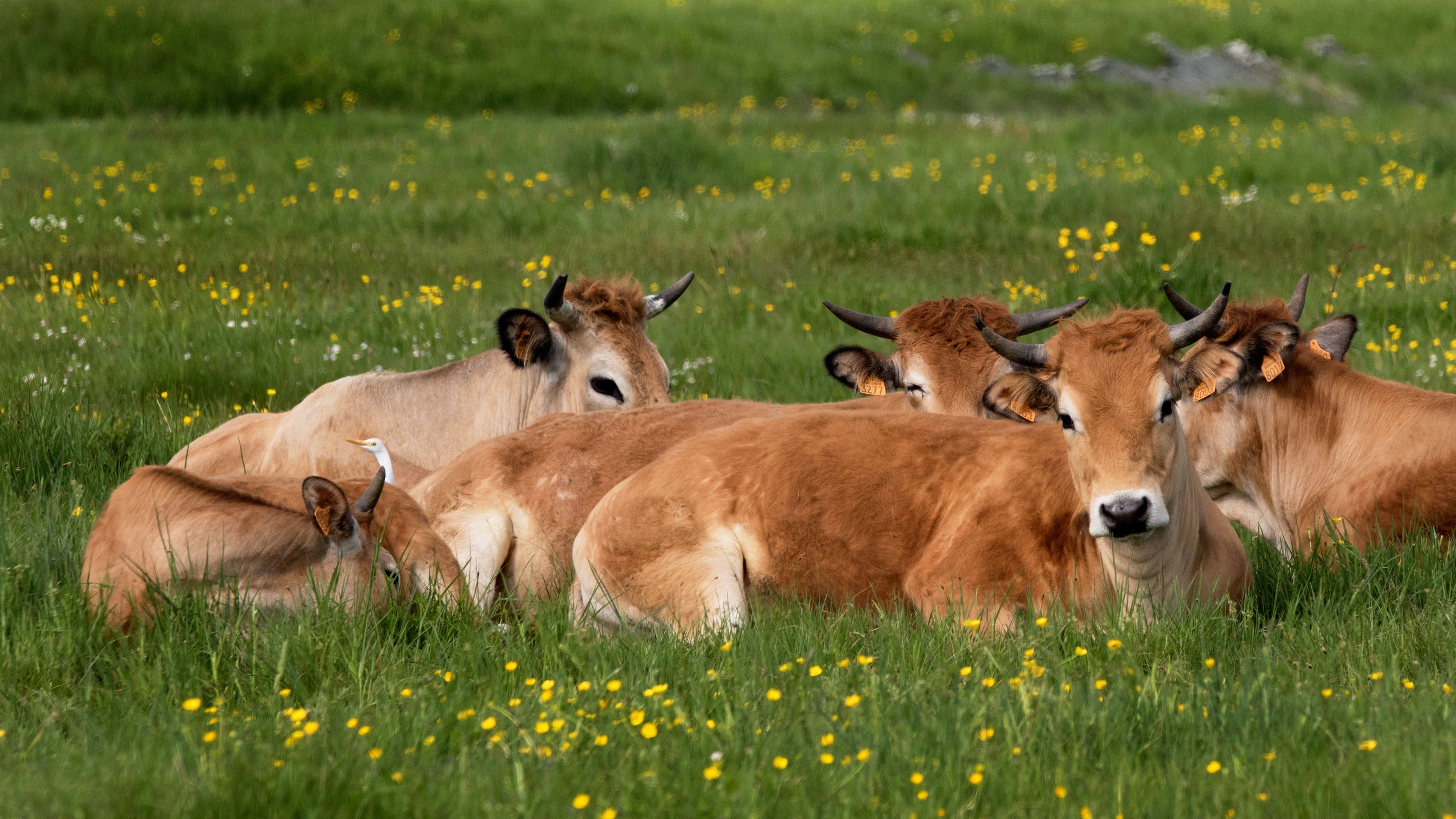 Viande - Ferme du Querruy Sellier