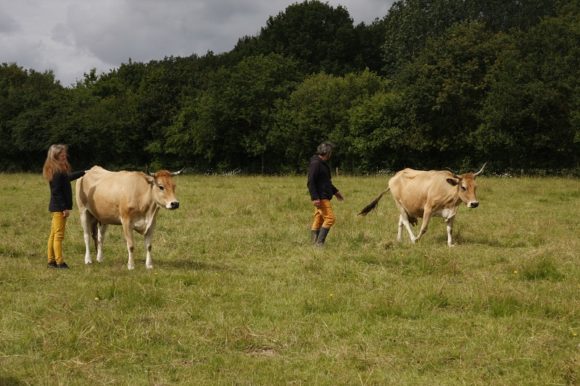 Viande - Ferme de Bellevue