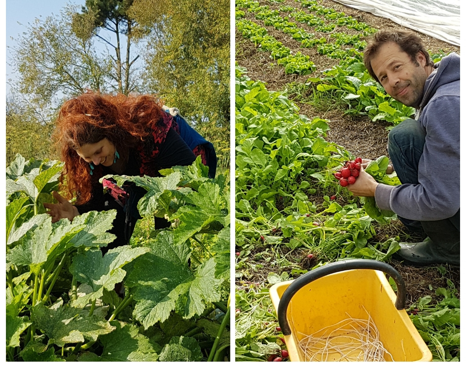 Fruits et légumes - Le Jardin de la Bardonnière