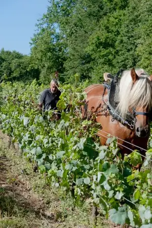 Cave - Domaine des Jumeaux